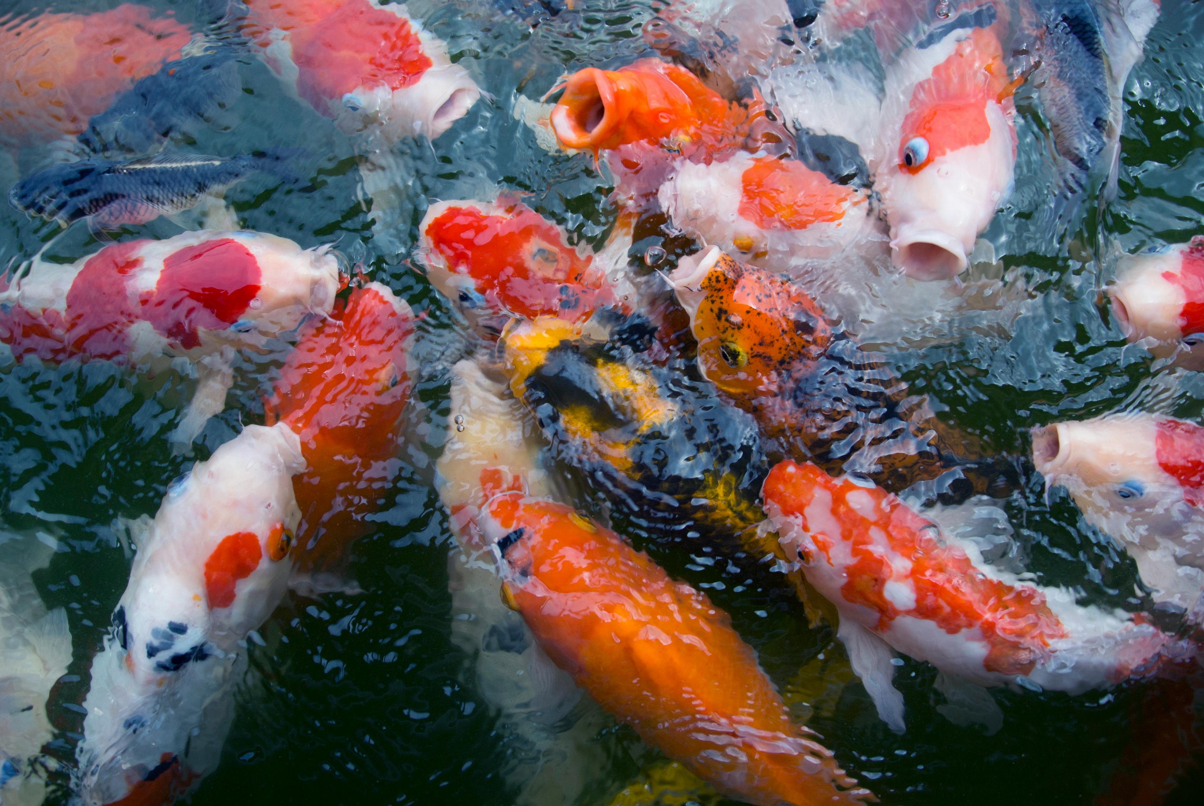 Koi fish shipping service from Japan