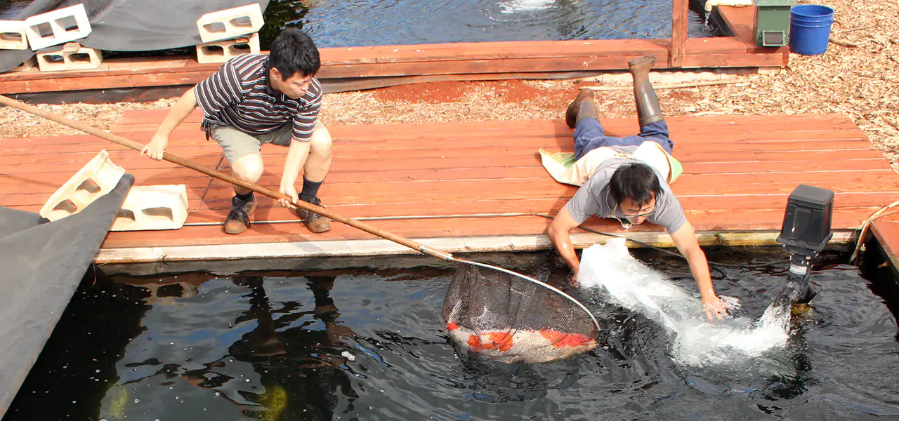 cach_di_chuyen_ca_koi_di_xa_2ceeb8198d.webp