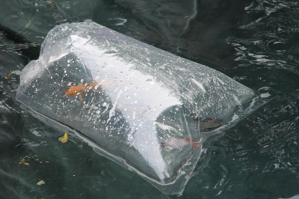 dong_goi_ca_Koi_Nhat_66780386e4.jpg