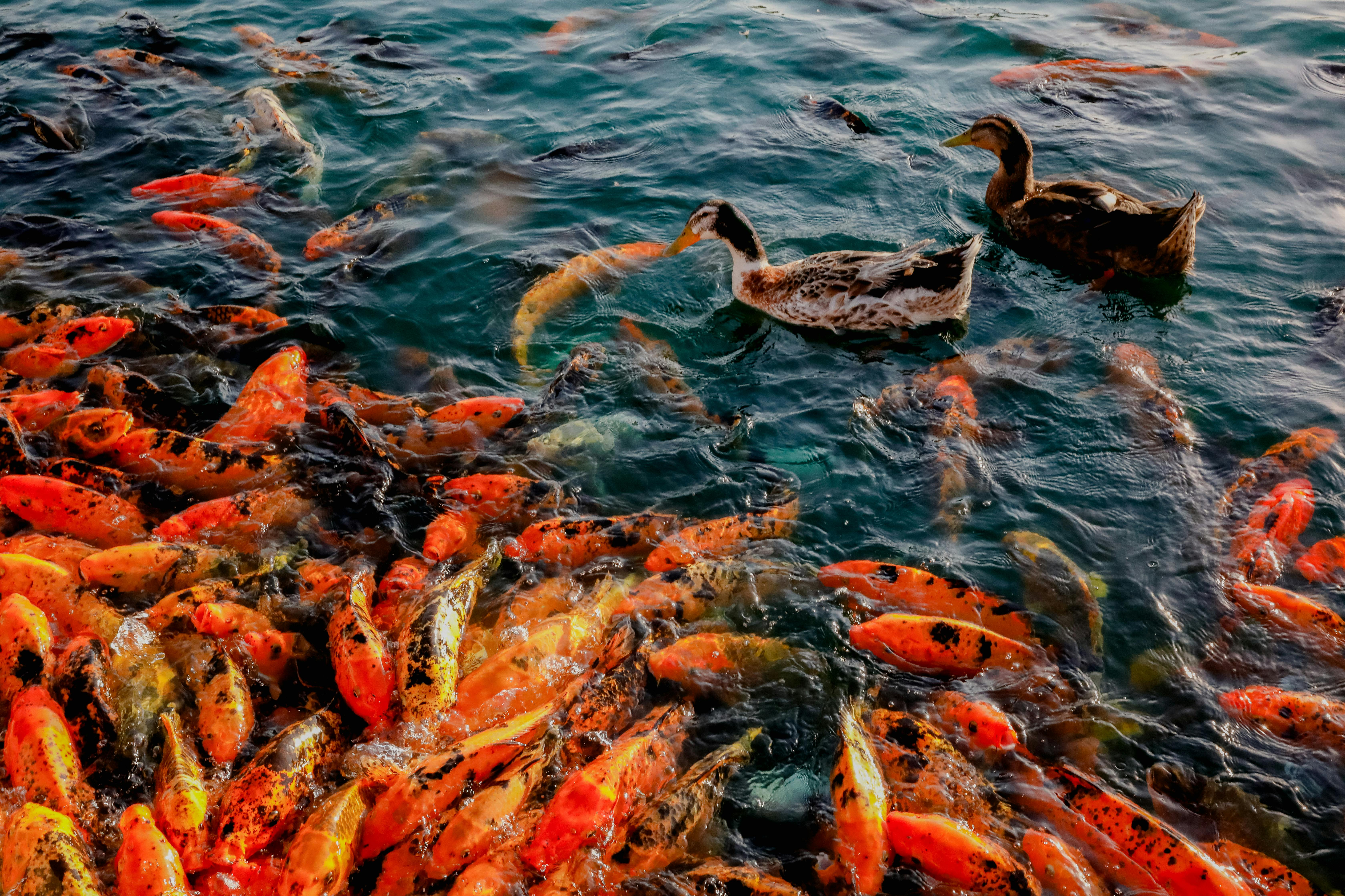 dich_vu_van_chuyen_ca_Koi_Nhat_1ee32aa18c.jpg